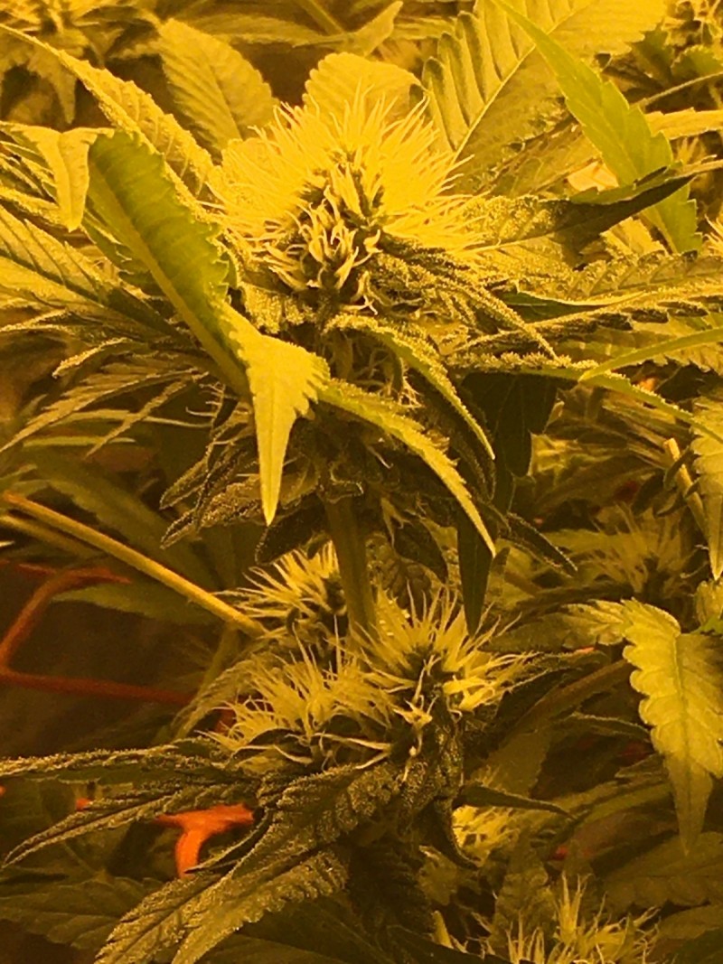 EEA566D8-4868-4D26-8E14-20A75457156C