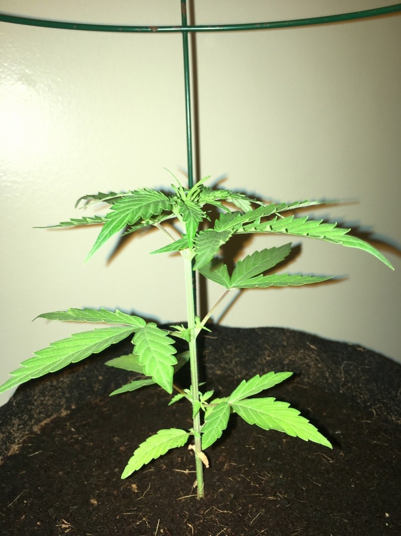 A8E63631-FFEE-468E-A7F7-5214591F436A