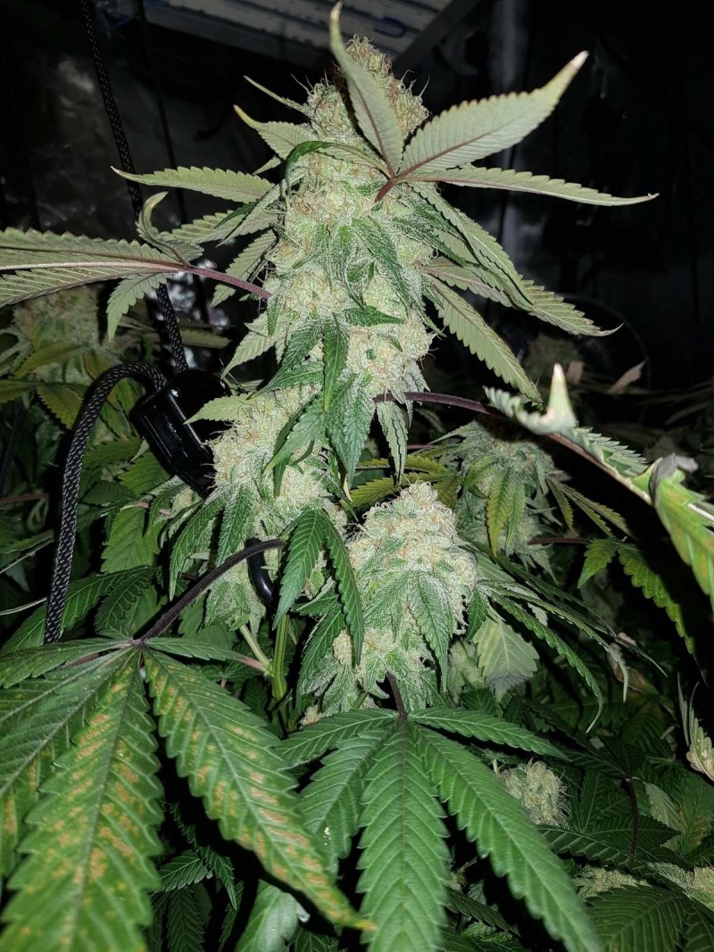 Legendary punch 7 weeks 12/12