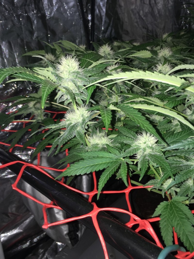 B9466D55-4788-4E35-8475-74B0B05E1847