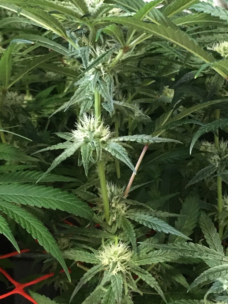 33BC1AB9-4382-40C8-A6F6-2F3B5BACC62C