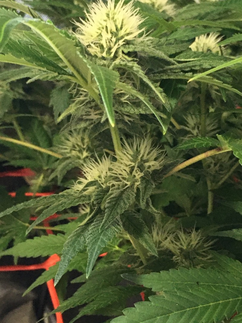 6574C04E-B8B4-44A4-9191-F4D78C1D027A