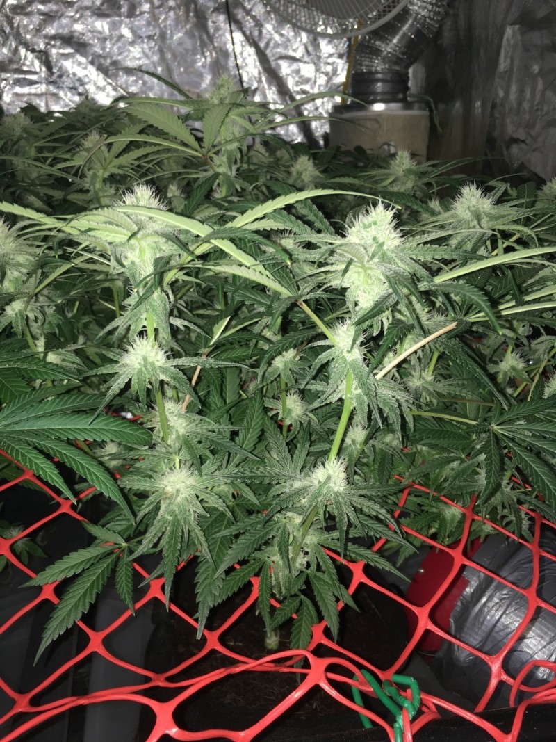 DECAA2DF-B3AA-4374-9823-AFEBF52C756C