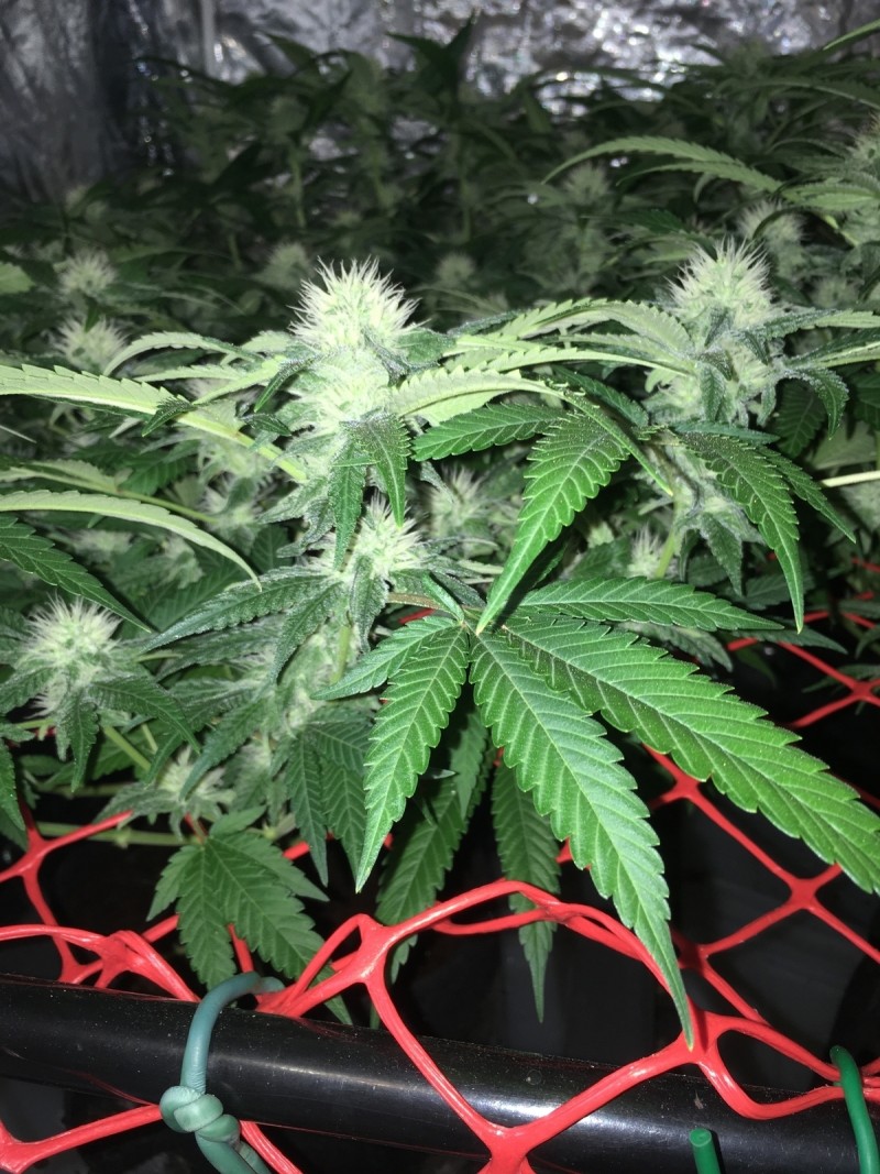 25D3AD27-8F52-40C8-9224-997E6B4E1096