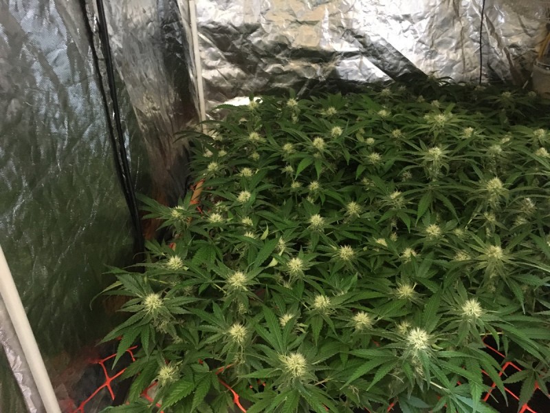 CBAC0590-5CF8-4EA9-907F-4B603E9473B1