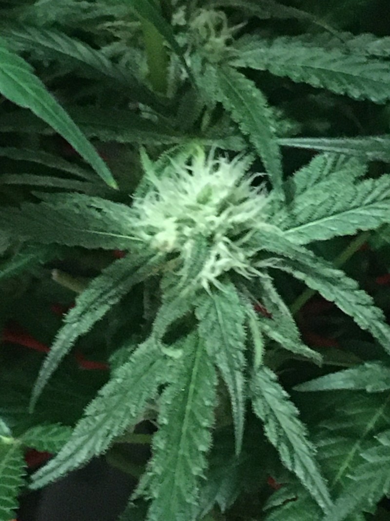 DCFFB5FB-017C-4186-8150-4BD1A4FAB790