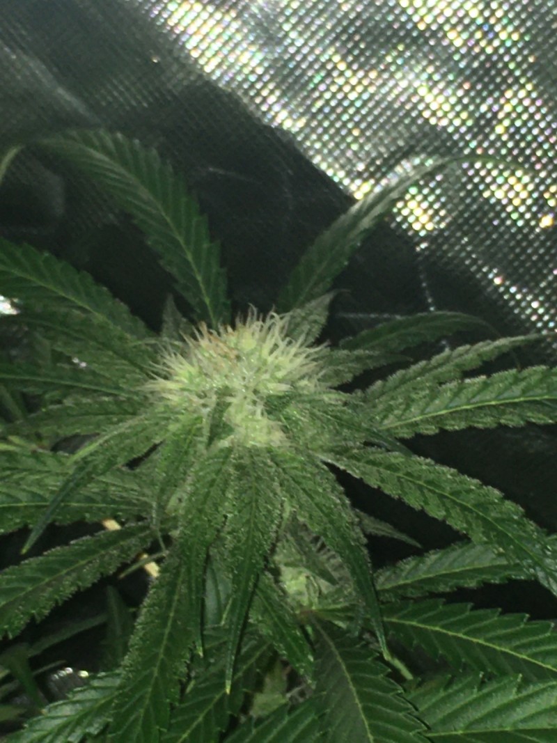 1BAC9709-68AB-4B4F-B15A-2B4F1C4AF6D2