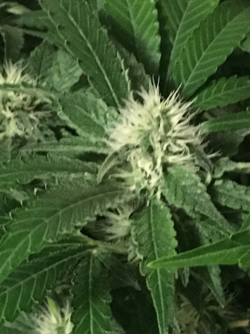 946A37D0-55DC-4DD7-B0DE-7CE86303CD57