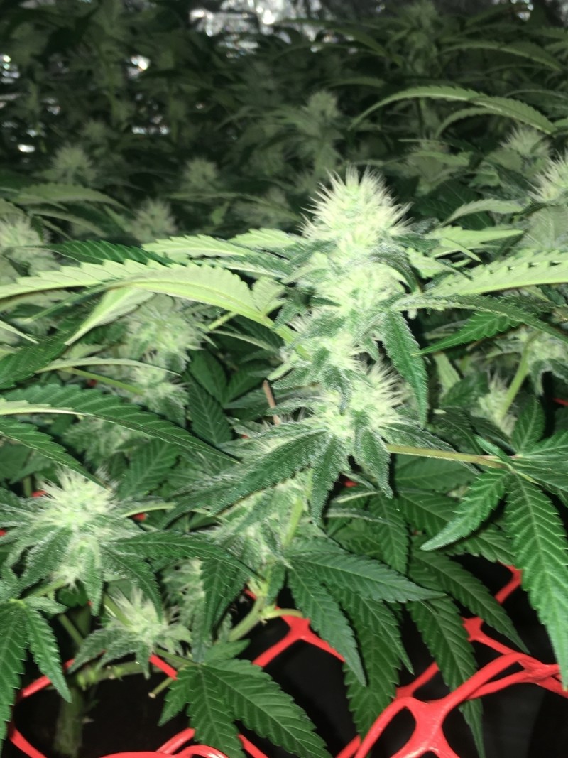 D2F1D88E-3AA4-40C1-9BD9-B260EDB038A9