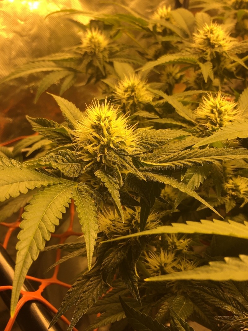 11ED2EC8-41BA-469D-ADDA-6A91CED1074E