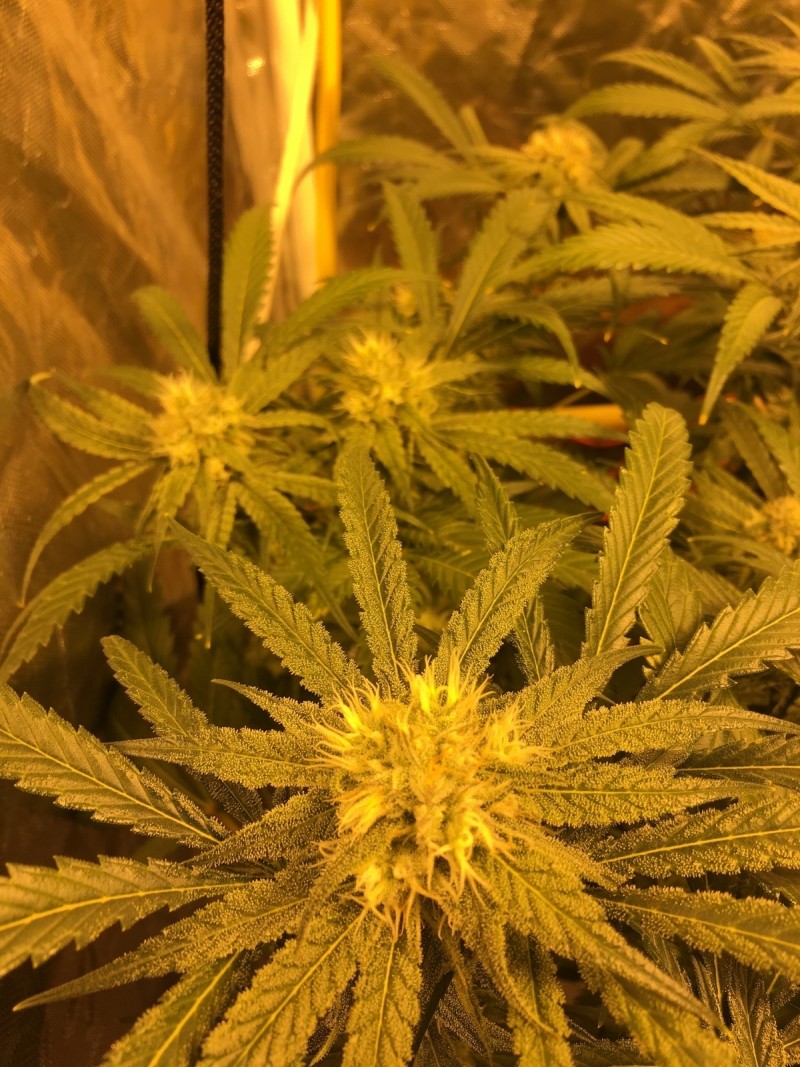 4F65EA8E-1E28-4FED-B6B1-019C3D30131C