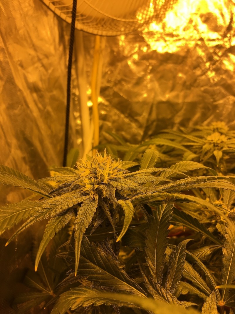 BC35CEF9-C2B1-4A7C-8F74-811881F659C7