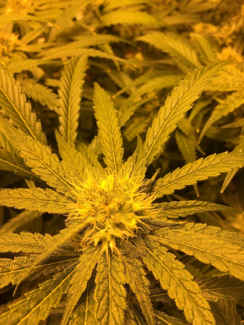 A61972D9-51F9-45C7-A684-6750BFED9972