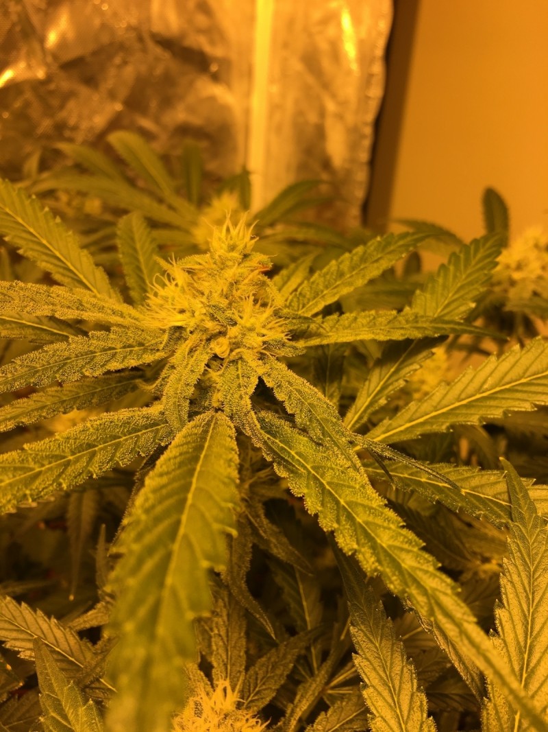 0E87FB29-E208-4102-B808-B616E4866962