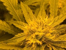 EC94FE96-BC58-448C-B0F1-6694CCEA356A