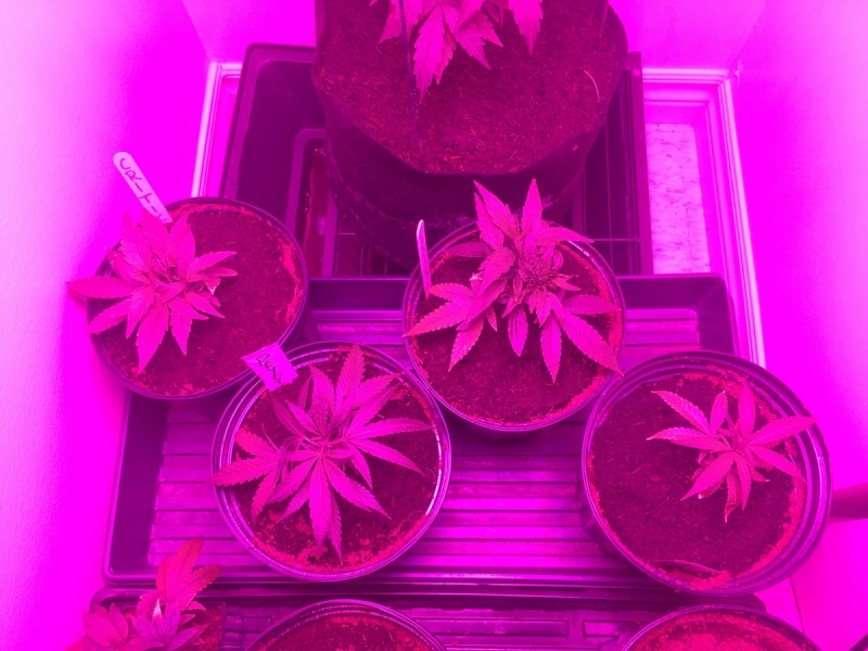 peyote cookie and critical impact revegging