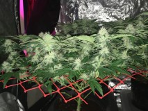 Peyote cookie and critical impact