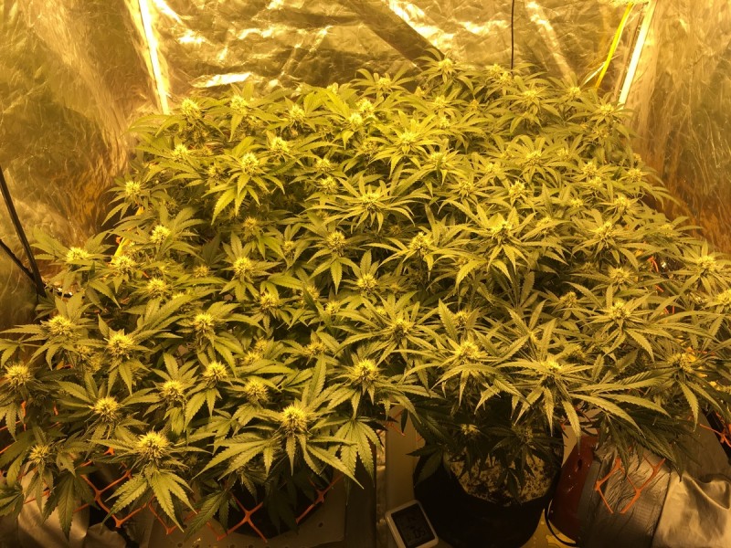 Peyote cookie and critical impact