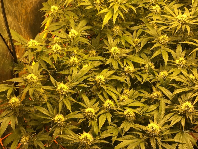 Peyote cookie and critical impact