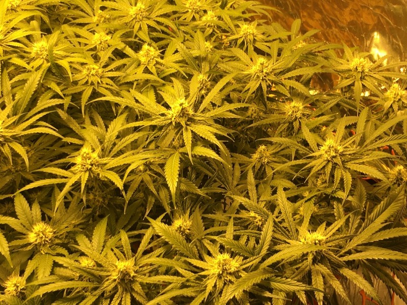 Peyote cookie and critical impact