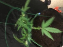 6827394E-98CD-42CA-96B7-52014CD9E341