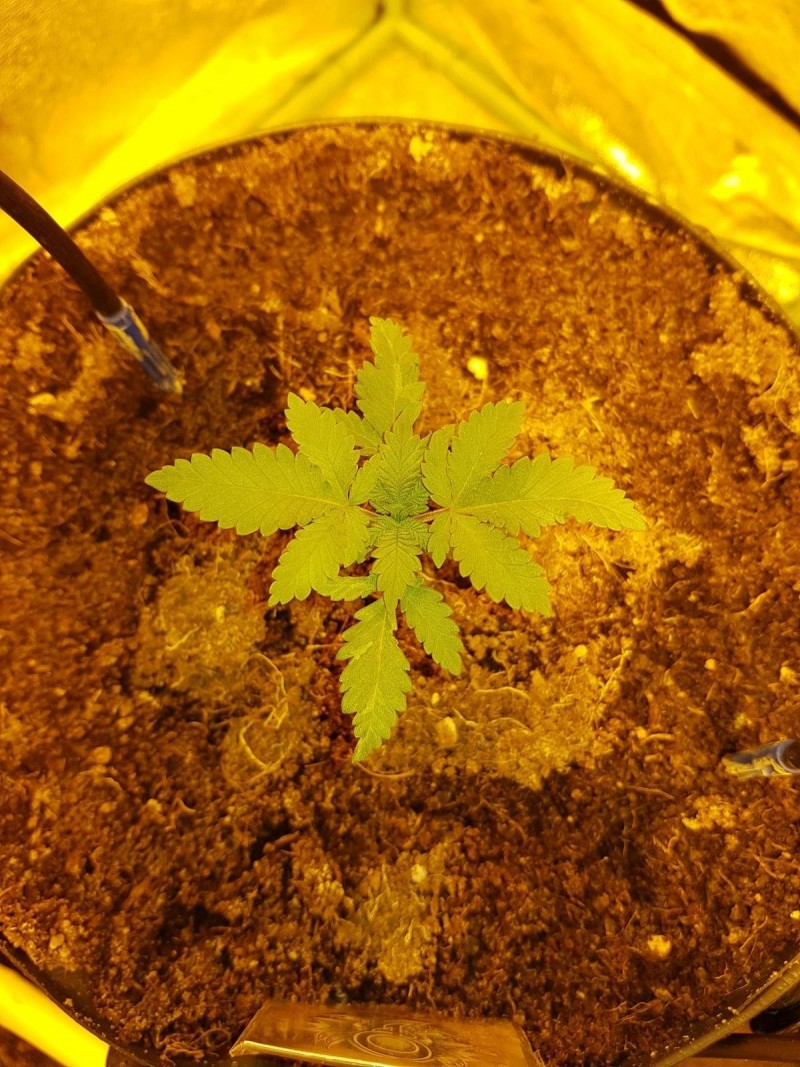 Knockout from Advanced female seeds