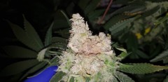 bud rot 2
