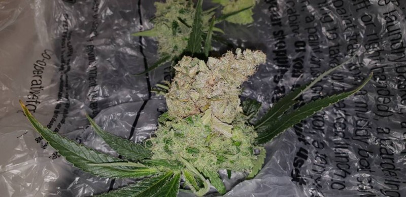 bud rot 3