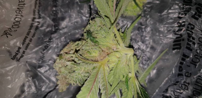bud rot 4