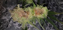 bud rot 5