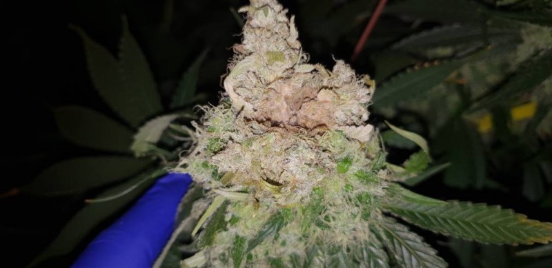 bud rot