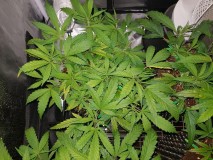 IMG-20180121-_WA0067