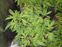 IMG-20180121-_WA0068