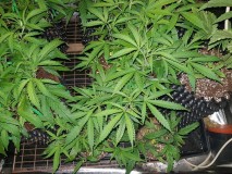 IMG-20180121-_WA0072