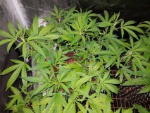 IMG-20180123-_WA0116