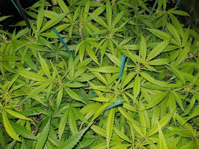 8abdf6196257e373540c3d1c96aaf2e1