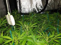 03434ddc47081852d86eb1bfb4f8699d