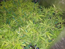 ea20df95fbb6b27cb3e7d29d99be37bc