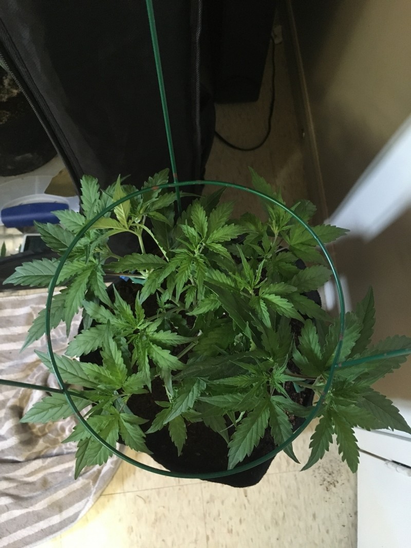 Fruitcake auto
