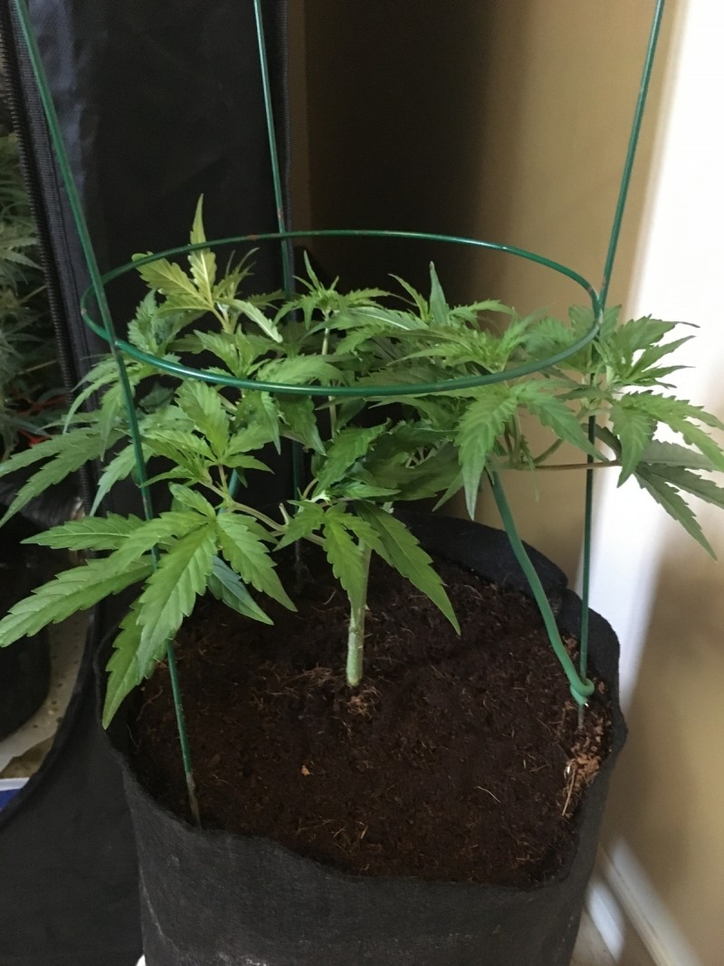 Fruitcake auto