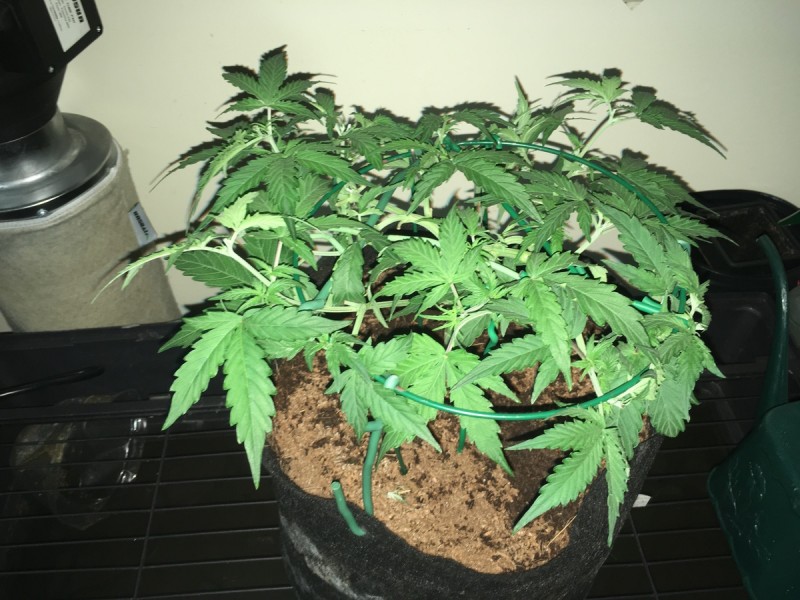 Fruitcake auto