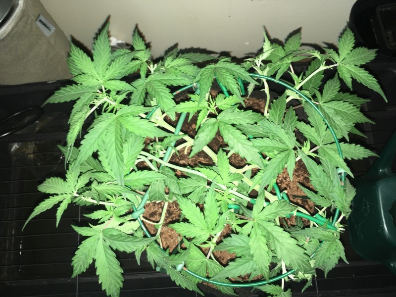 Fruitcake auto