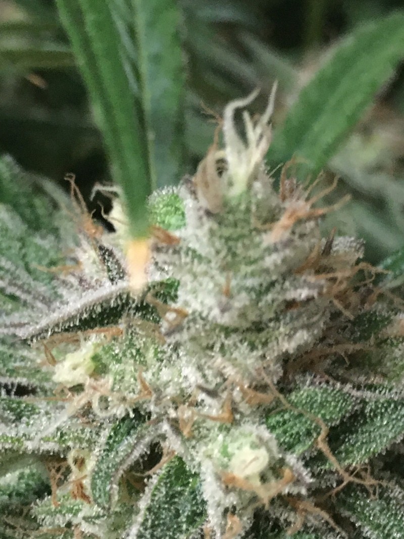 AE42554E-304B-4C40-9212-40F657BF38D0