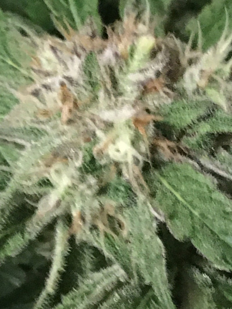 0A4C2631-A38B-4C10-9E08-2FC1ED11A4CD