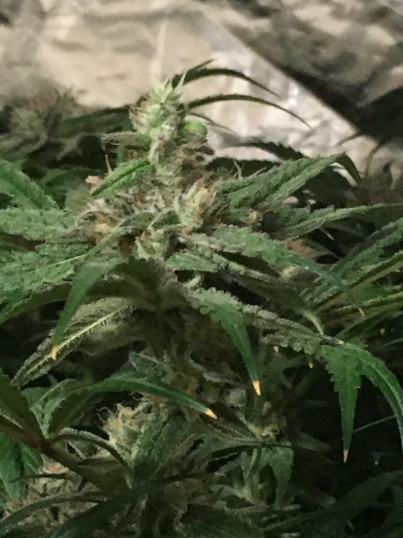 0AF1AB6E-71A6-45A3-BC80-A42ACDB6E8C6