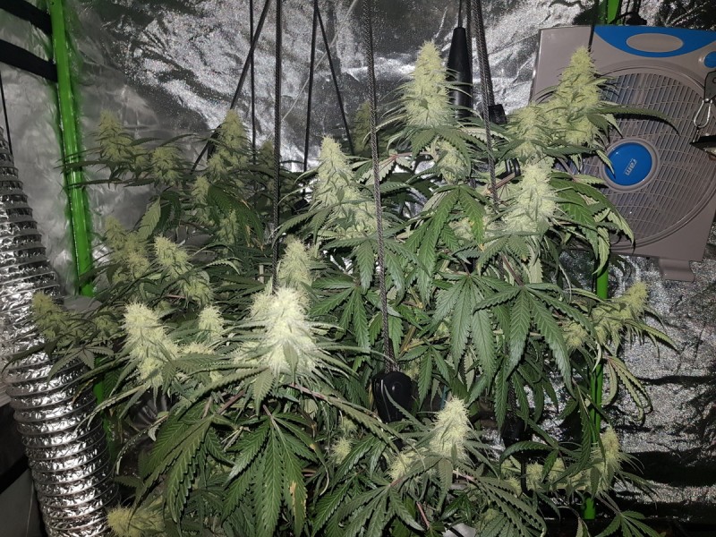 Disco biscuit day 25 flower 12/12