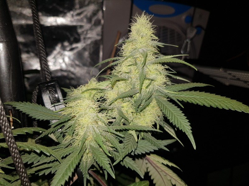 Disco biscuit day 25 flower 12/12