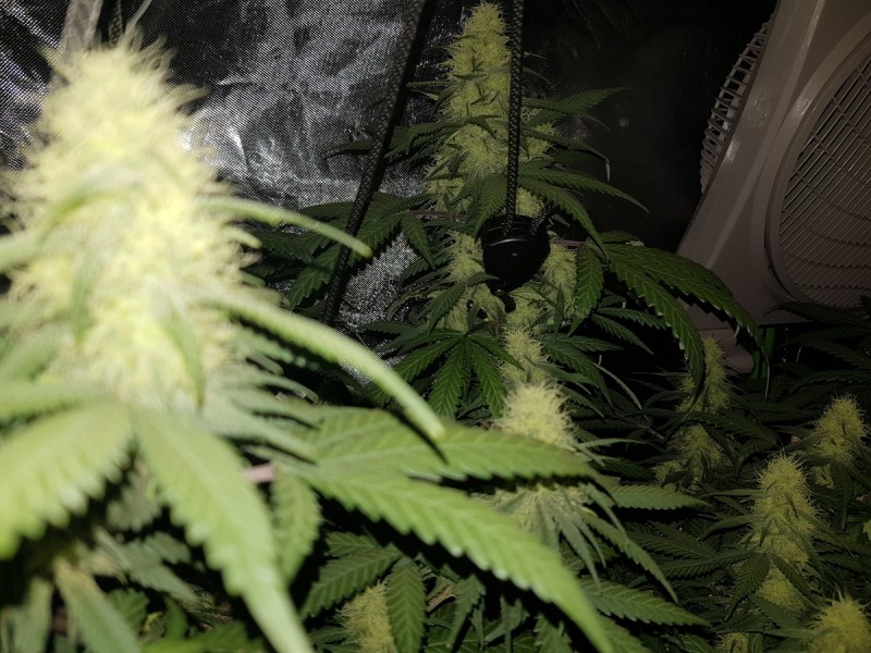 Disco biscuit day 25 flower 12/12