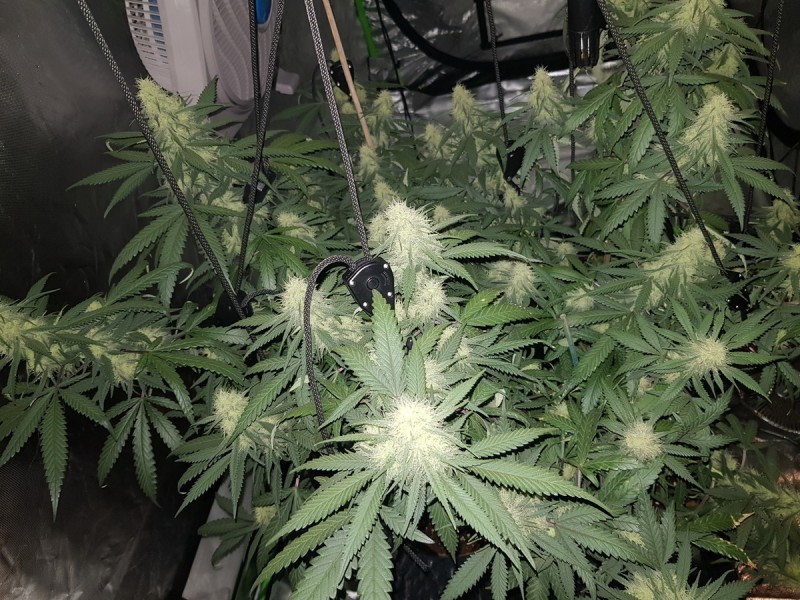 Disco biscuit day 25 flower 12/12