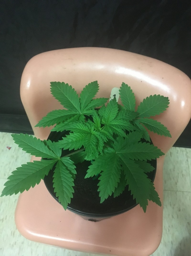 seedstockers white widow